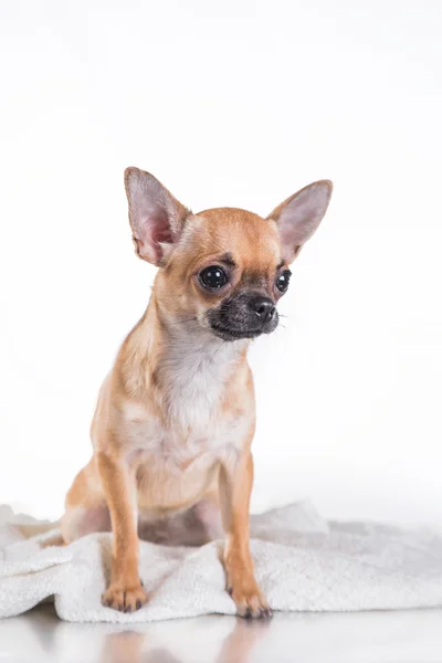 Cane chihuahua — Foto Stock