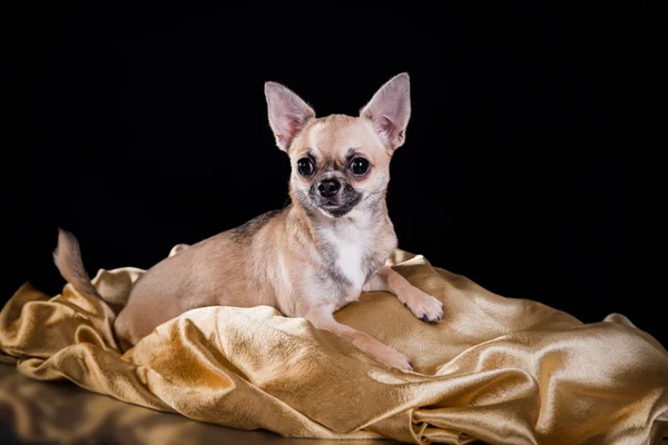 Cane chihuahua — Foto Stock