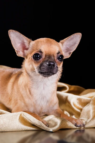 Chihuahua cão — Fotografia de Stock