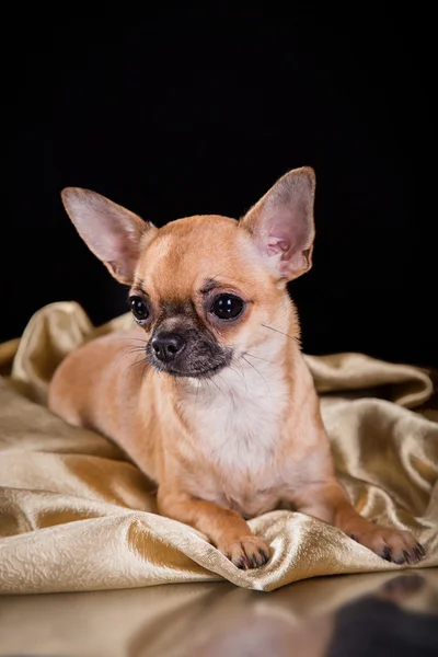 Chihuahua chien — Photo