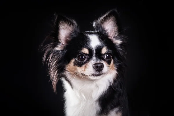 Chihuahua chien — Photo