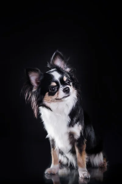 Pies Chihuahua — Zdjęcie stockowe
