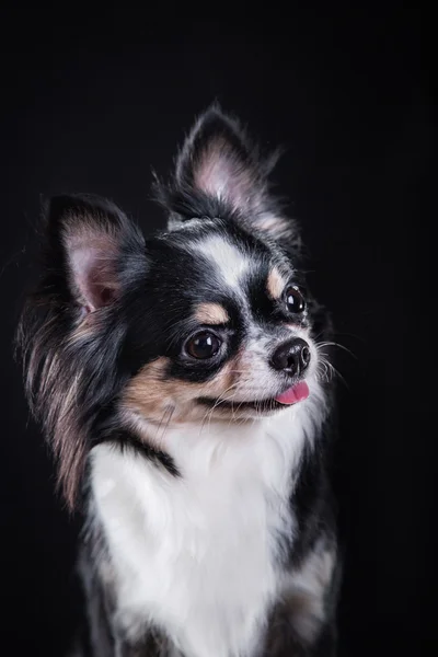 Chihuahua-Hund — Stockfoto