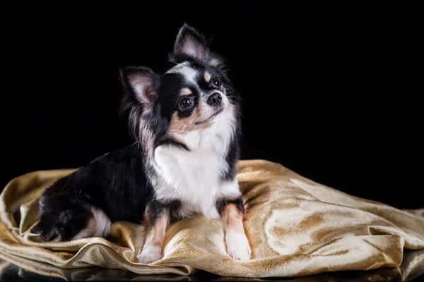 Cane chihuahua — Foto Stock