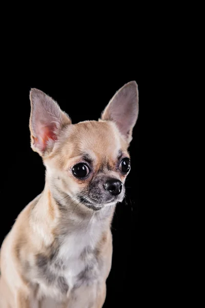 Chihuahua perro —  Fotos de Stock