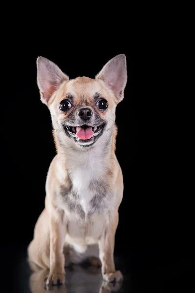 Pes Chihuahua — Stock fotografie