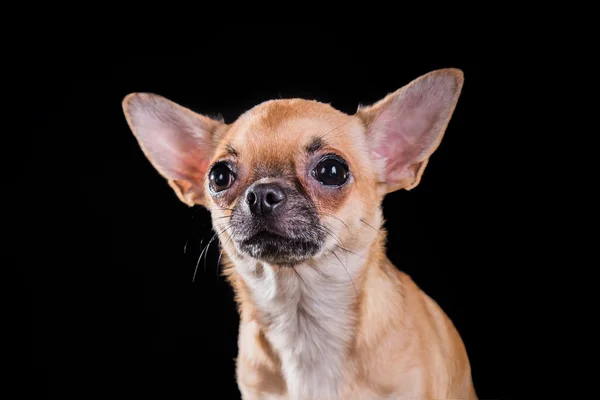 Cane chihuahua — Foto Stock