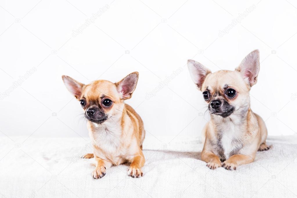 Chihuahua dog 