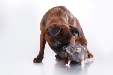 köpek doğurmak griffon brabanson ve gri sıçan