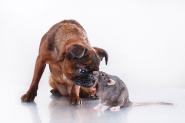 köpek doğurmak griffon brabanson ve gri sıçan