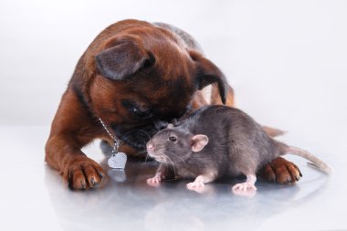 köpek doğurmak griffon brabanson ve gri sıçan