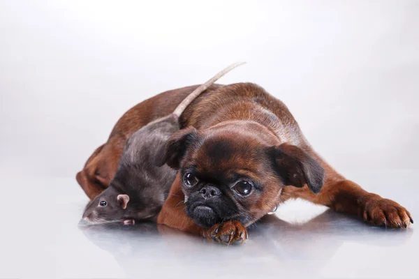 Pies rasy gryfonik brabanson i szary szczur — Zdjęcie stockowe