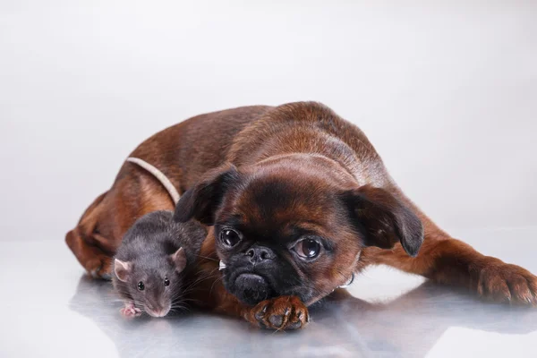 Köpek doğurmak griffon brabanson ve gri sıçan — Stok fotoğraf