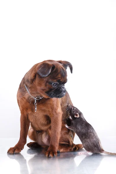 Hund rasen griffon brabanson och grå råtta — Stockfoto