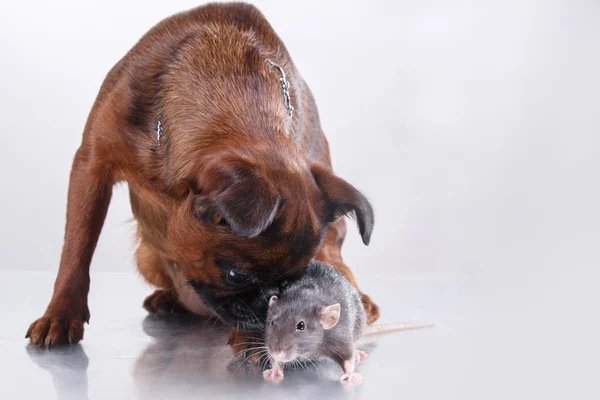 Hunderasse Gänsegeier brabanson und graue Ratte — Stockfoto