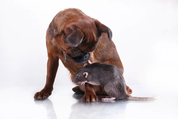 Hund rasen griffon brabanson och grå råtta — Stockfoto