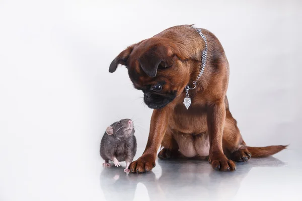 Dog breed Griffon Brabanson and gray Rat — Stock Photo, Image