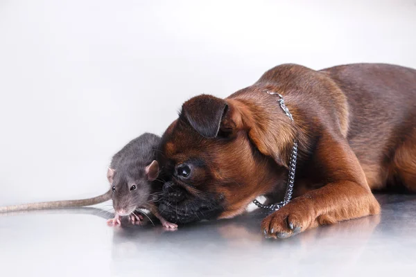 Hunderasse Gänsegeier brabanson und graue Ratte — Stockfoto