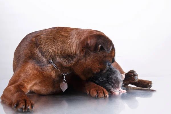 Köpek doğurmak griffon brabanson ve gri sıçan — Stok fotoğraf