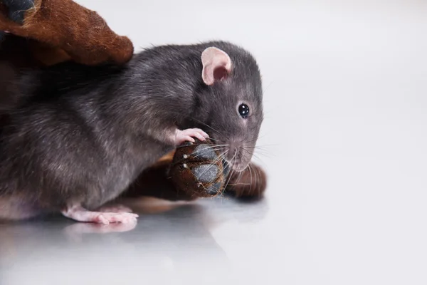 Порода собак Гриффон Брабансон и серая крыса — стоковое фото