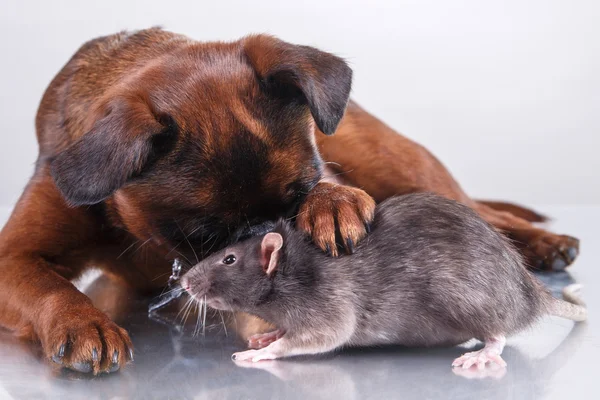 Hunderasse Gänsegeier brabanson und graue Ratte — Stockfoto