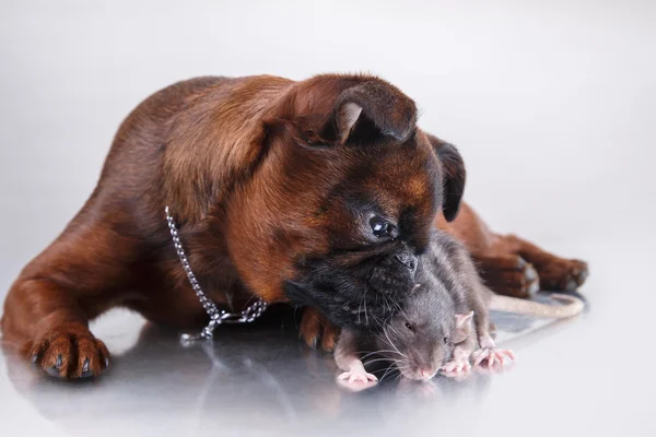 Hunderasse Gänsegeier brabanson und graue Ratte — Stockfoto