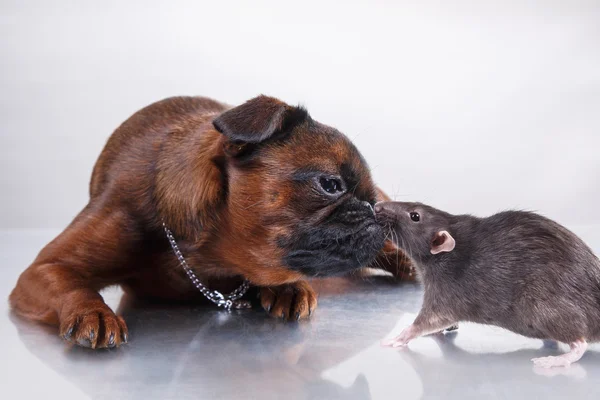 Hunderasse Gänsegeier brabanson und graue Ratte — Stockfoto