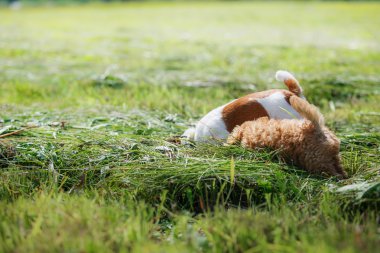 Kırmızı oyuncak kaniş köpek yavrusu