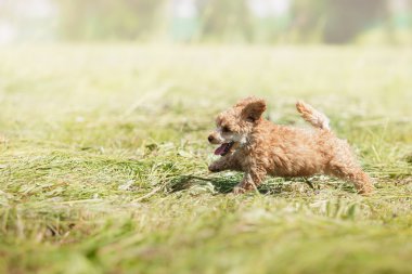 Kırmızı oyuncak kaniş köpek yavrusu