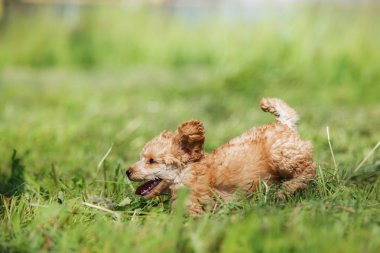 Kırmızı oyuncak kaniş köpek yavrusu