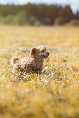 Kırmızı oyuncak kaniş köpek yavrusu