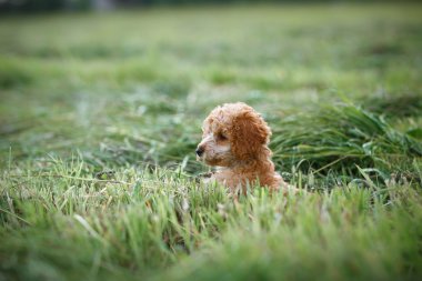 Kırmızı oyuncak kaniş köpek yavrusu