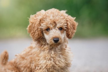 Kırmızı oyuncak kaniş köpek yavrusu