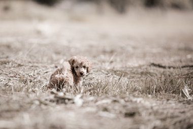 Kırmızı oyuncak kaniş köpek yavrusu
