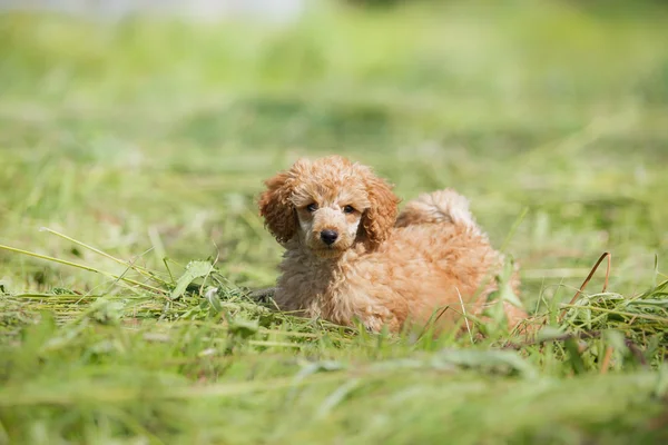 Kırmızı oyuncak kaniş köpek yavrusu — Stok fotoğraf