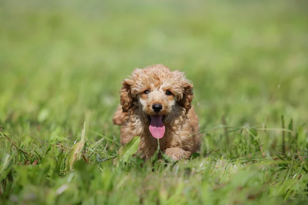 Kırmızı oyuncak kaniş köpek yavrusu — Stok fotoğraf