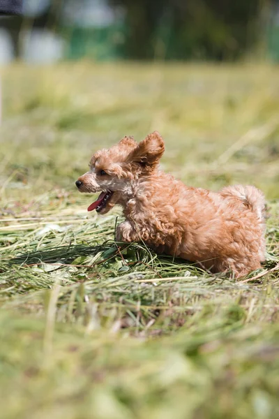 Filhote de cachorro Poodle de brinquedo vermelho — Fotografia de Stock