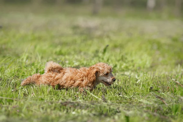 Red toy poodle puppy — Stock Photo, Image