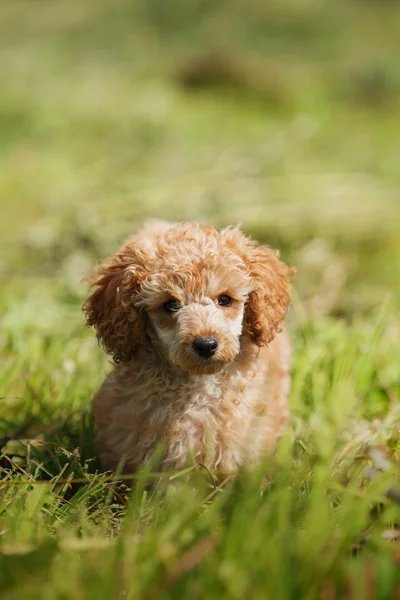 Red Toy Poodle cachorro —  Fotos de Stock