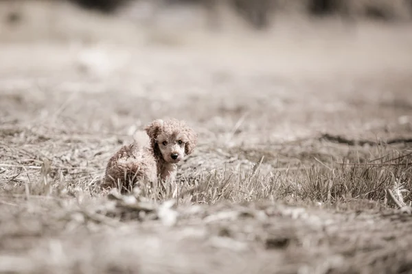 Red toy poodle puppy — Stock Photo, Image