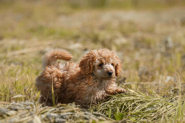 Filhote de cachorro Poodle de brinquedo vermelho — Fotografia de Stock