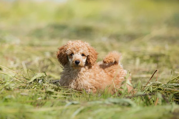 Red toy poodle puppy — Stock Photo, Image