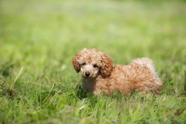 Kırmızı oyuncak kaniş köpek yavrusu — Stok fotoğraf