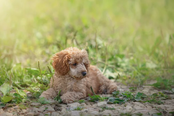 Filhote de cachorro Poodle de brinquedo vermelho — Fotografia de Stock