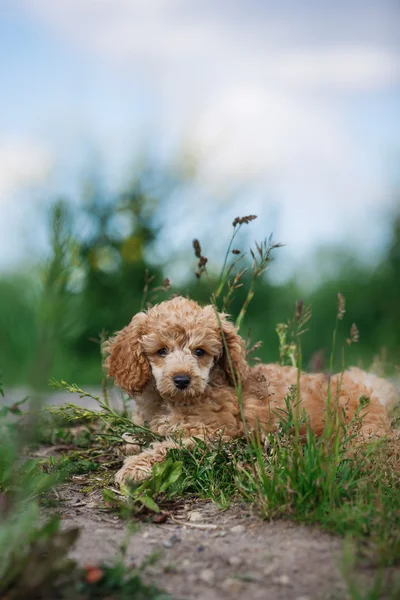 Filhote de cachorro Poodle de brinquedo vermelho — Fotografia de Stock