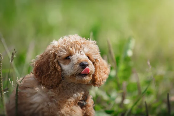 Filhote de cachorro Poodle de brinquedo vermelho — Fotografia de Stock