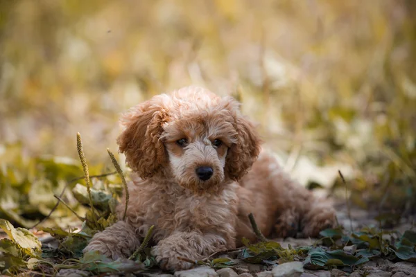 赤いおもちゃのプードルの子犬 — ストック写真