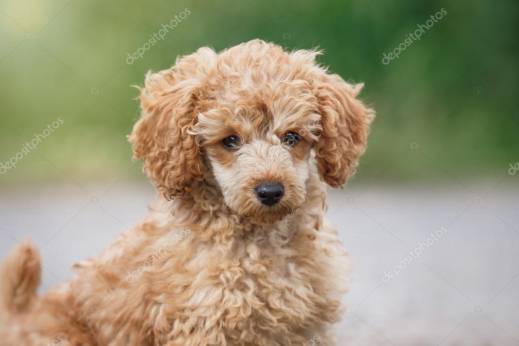 5,089 Red Toy Poodle Puppy Images, Stock Photos, 3D objects, & Vectors