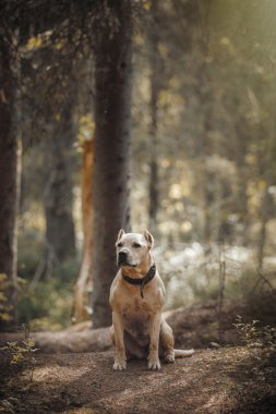 Köpek niteliğine