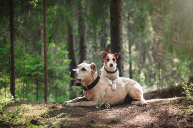 dostluk. Ormandaki köpekler